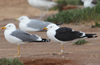 1cy fuscus in August, ringed in Finland. (81365 bytes)